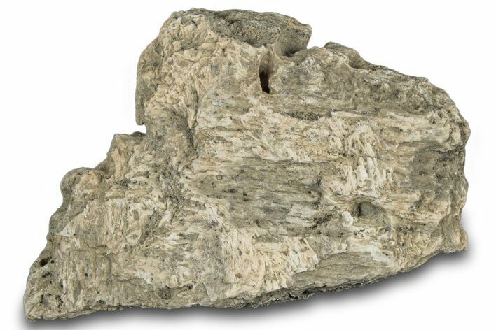 Dinosaur (Triceratops) Frill Shield Section - Montana #312296